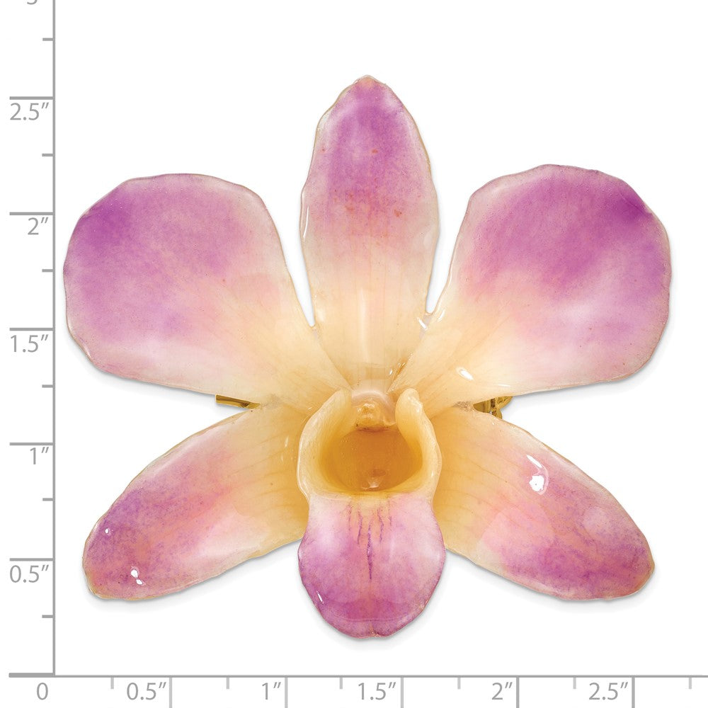 Non Metal Lacquer Dipped Lila und Weiß Echt Dendrobium Orchidee Brosche