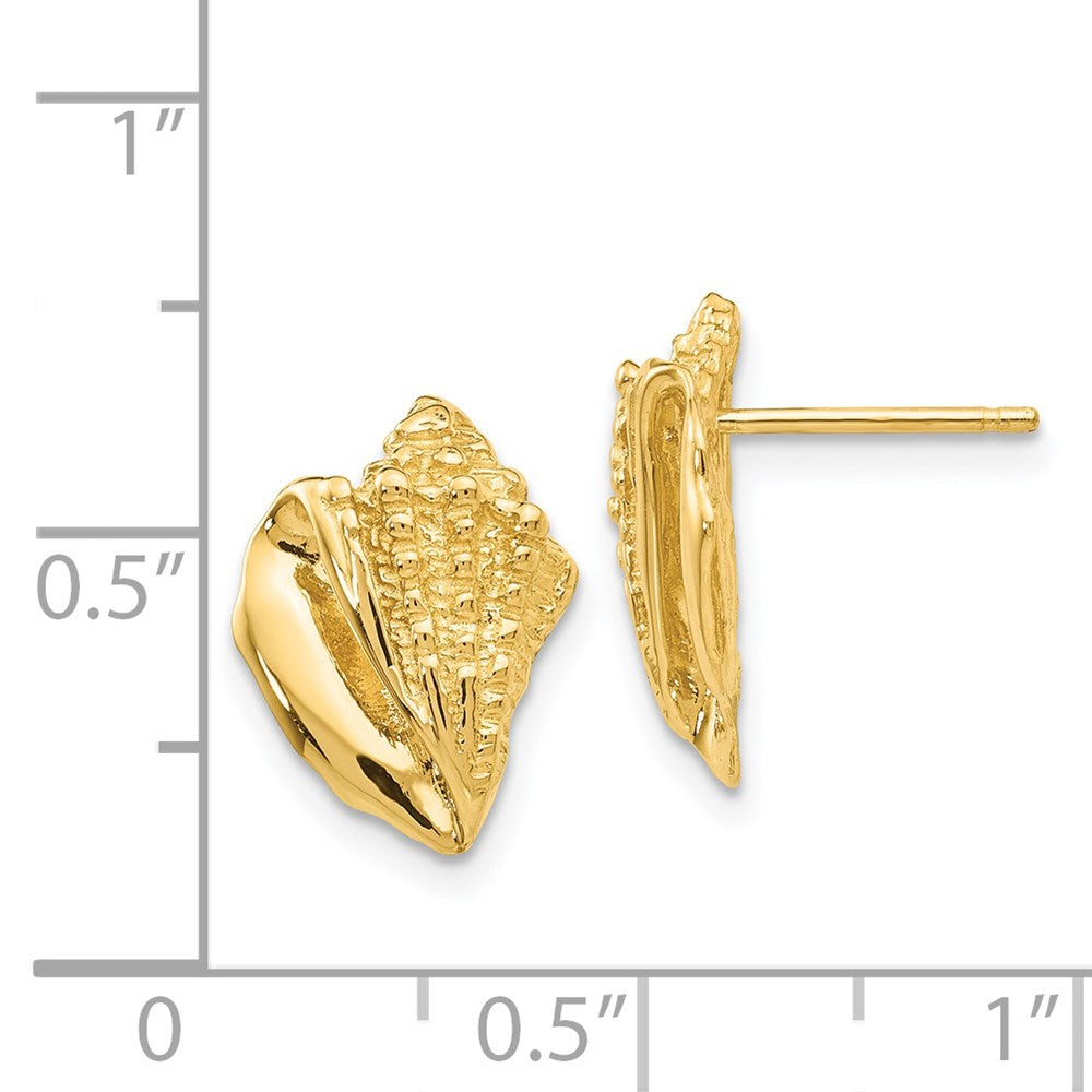 14K Gelbgold Conch Muschel Ohrringe