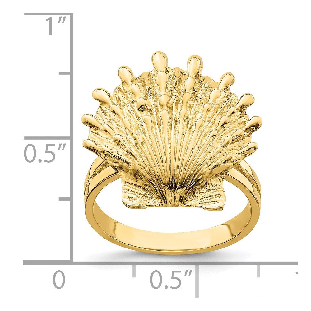 Ring "Löwenpfoten-Muschel" aus 14K Gelbgold