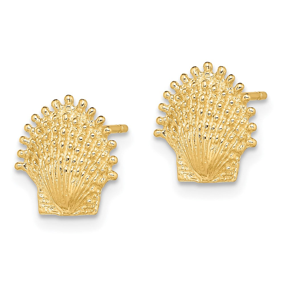 14K Gelbgold Gekugelt Muschel Ohrstecker