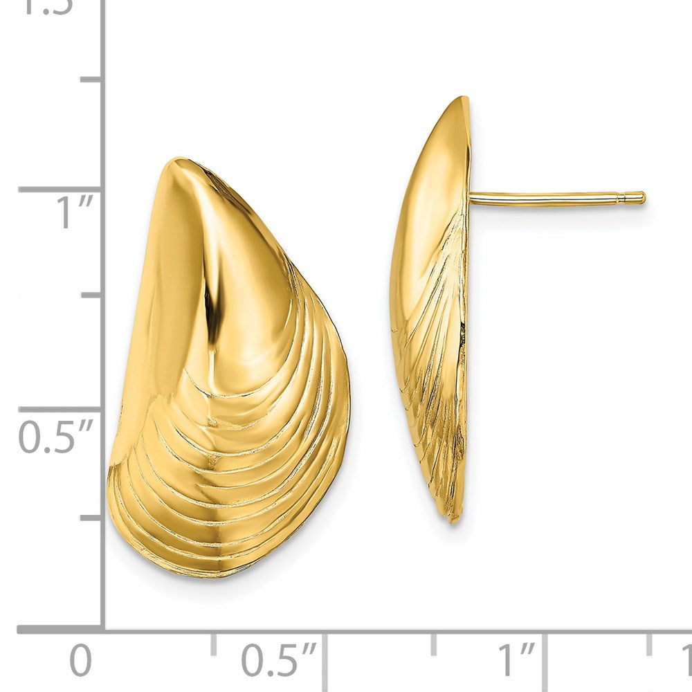 14K Gelbgold Poliert Mussel Muschel Ohrstecker